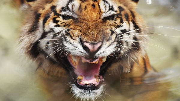 το ksipnistere.com