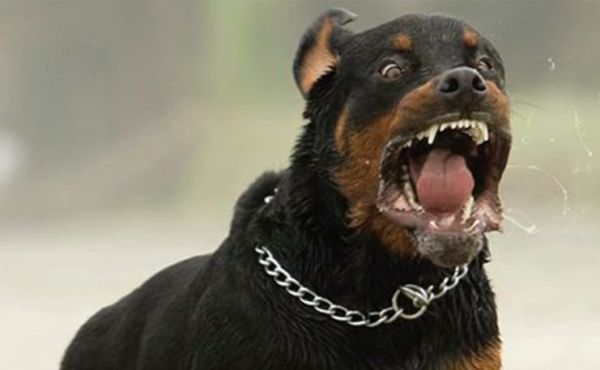 ο Δημήτρης Ευθυμάκης